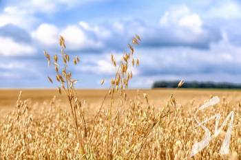 Agricom Group ����� ������ 1000 ���� �������������� ����